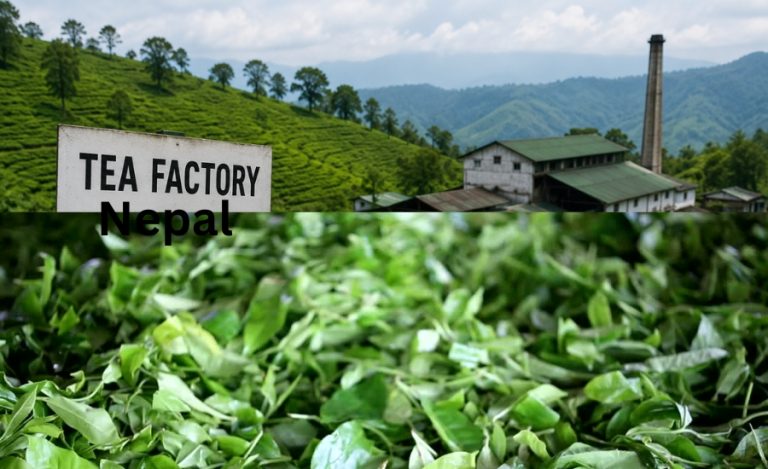 Tea Export Disruption Shuts Factories in Nepal’s Ilam