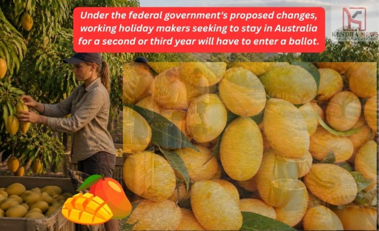 NT mango growers warn working holiday visa changes could worsen seasonal worker shortages